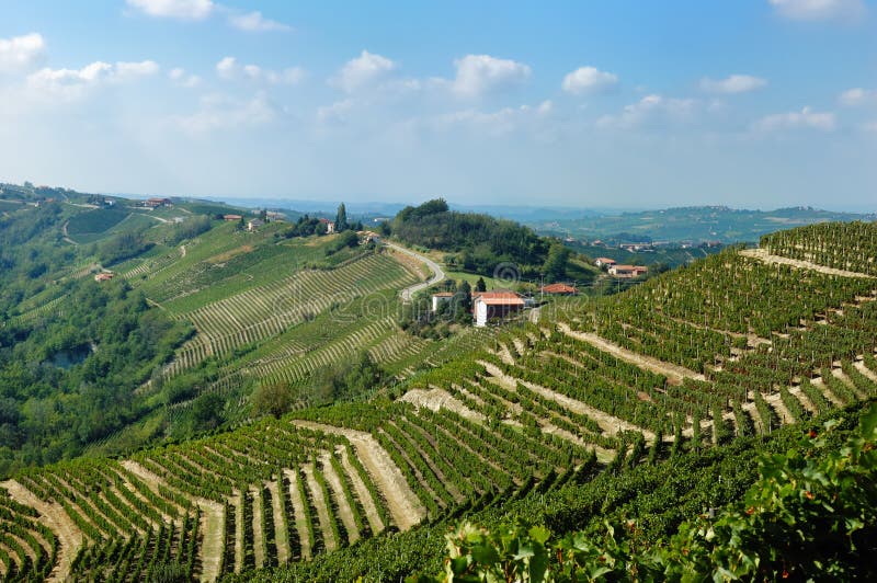 Vineyards panorama, Barbaresco hills, piemonte, Italy