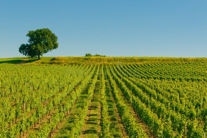 Vineyards in bordeaux