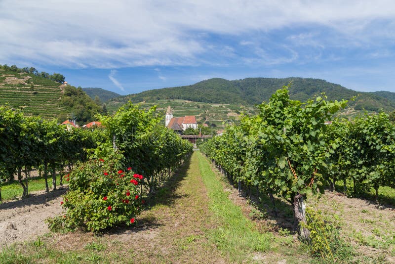 Vineyards and Buildings in Krems, Austria Editorial Stock Photo Image