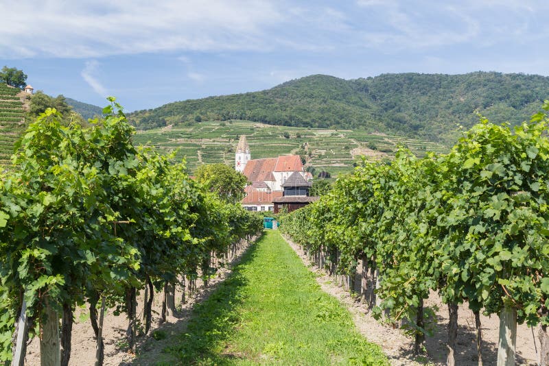 Vineyards and Buildings in Krems, Austria Editorial Stock Image Image