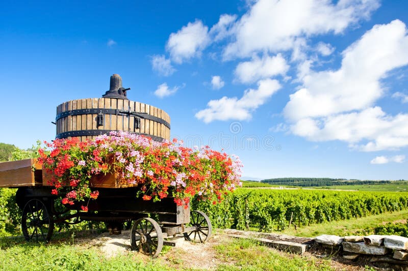 Vinice z chlievik najbližšie, burgundské, francúzsko.