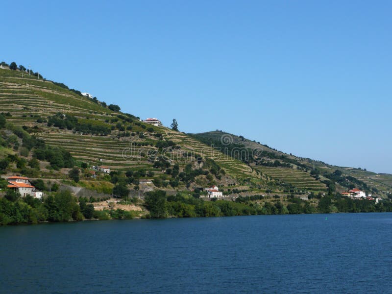 Vineyards by douro river port wine