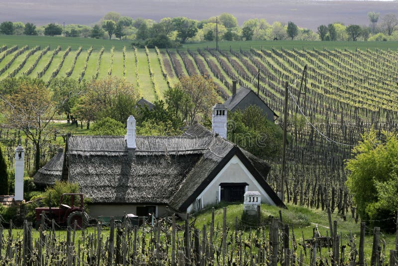 Vineyards and Farmhouse at Lake Balaton