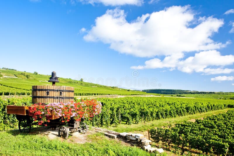 Vineyards, France