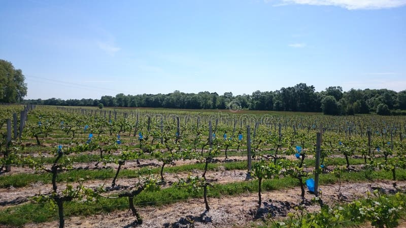 Vineyards stock image. Image of medoc, vineyards, france - 57229435