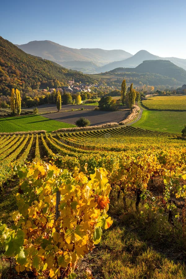 Vineyards  in the Hautes-Alpes with the village of Valserres in Autumn. Alps, France