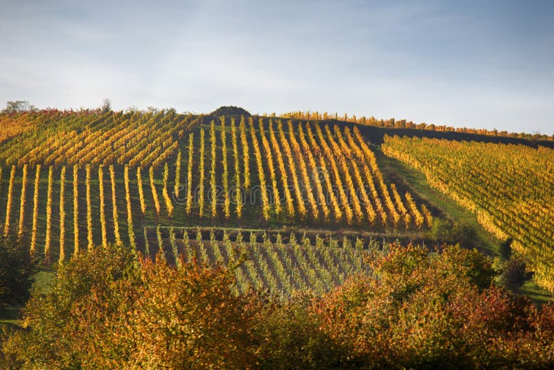 Vineyards on the hills royalty free stock photos Vineyards on the hills royalty free stock photos