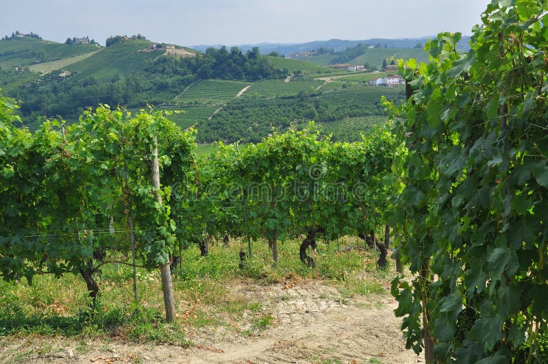 Langhe, the main Piedmont wine producing area. Barolo and Barbaresco. Unesco world heritage site. Vineyards on the South Piemonte hills, Italy. Italian green landscape. Langhe, the main Piedmont wine producing area. Barolo and Barbaresco. Unesco world heritage site. Vineyards on the South Piemonte hills, Italy. Italian green landscape.