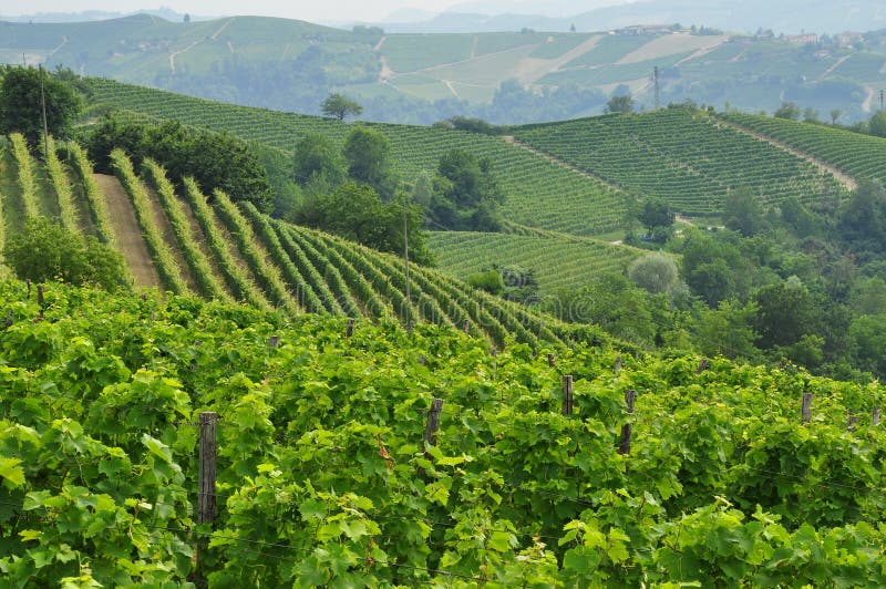 Langhe, the main Piedmont wine producing area. Barolo and Barbaresco grapes growing area. Unesco world heritage site. Vineyards on the South Piemonte hills, Italy. Italian green landscape. Langhe, the main Piedmont wine producing area. Barolo and Barbaresco grapes growing area. Unesco world heritage site. Vineyards on the South Piemonte hills, Italy. Italian green landscape.