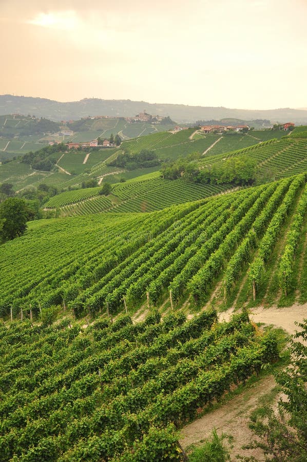 Langhe, the main Piedmont wine producing area. Barolo and Barbaresco wine grape growing area. Unesco world heritage site. Vineyards on the South Piemonte hills, Italy. Italian green landscape. Langhe, the main Piedmont wine producing area. Barolo and Barbaresco wine grape growing area. Unesco world heritage site. Vineyards on the South Piemonte hills, Italy. Italian green landscape.