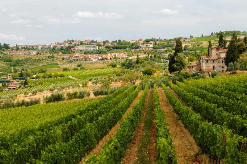 Vineyards in Tuscany stock image. Image of winery, italy 33327711