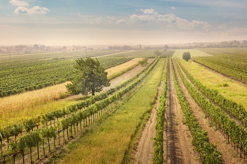 Vineyards landscape