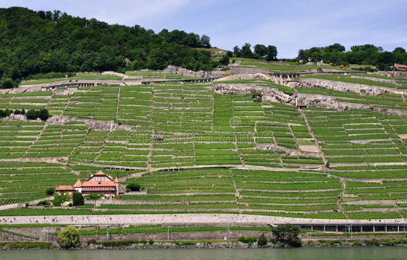 Vineyards of Lavaux, Geneva lake, Switzerland stock image Vineyards of Lavaux, Geneva lake, Switzerland stock image