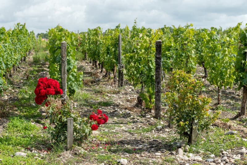 Vineyards of the Medoc Area, in Gironde, France Stock Photo - Image of ...