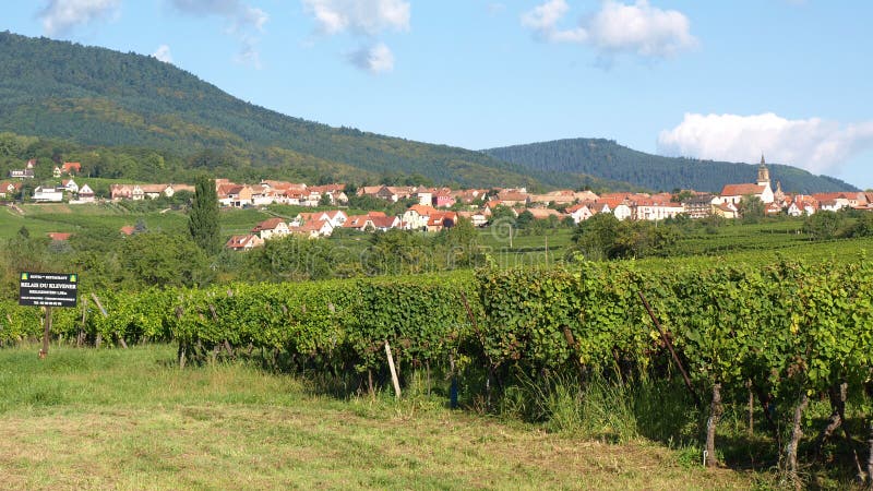 Vineyards near Barr stock photo Vineyards near Barr stock photo
