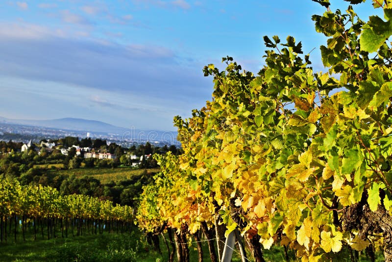 Vineyards Near Vienna, Austria Stock Photo Image of fall, background