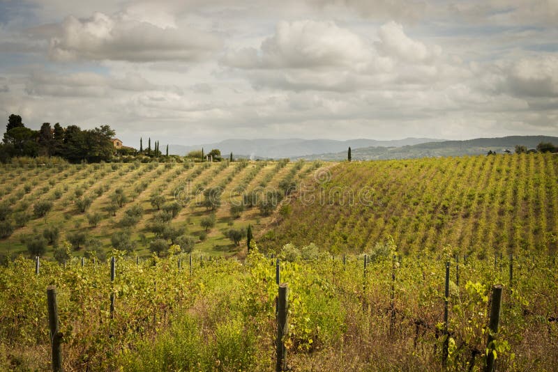 Vineyards and Olive Groves in Tuscany Stock Image Image of landscape
