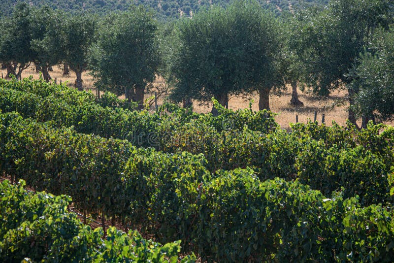 Vineyards and Olive Groves in Tuscany Stock Image Image of tuscany