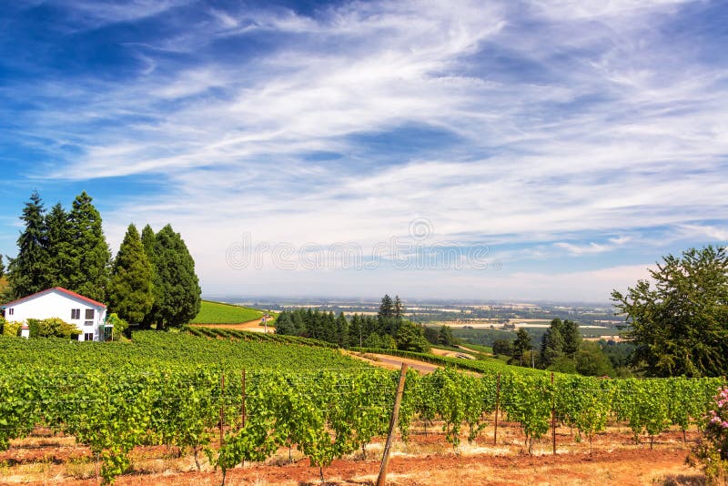 Vineyards in Oregon stock photos Vineyards in Oregon stock photos