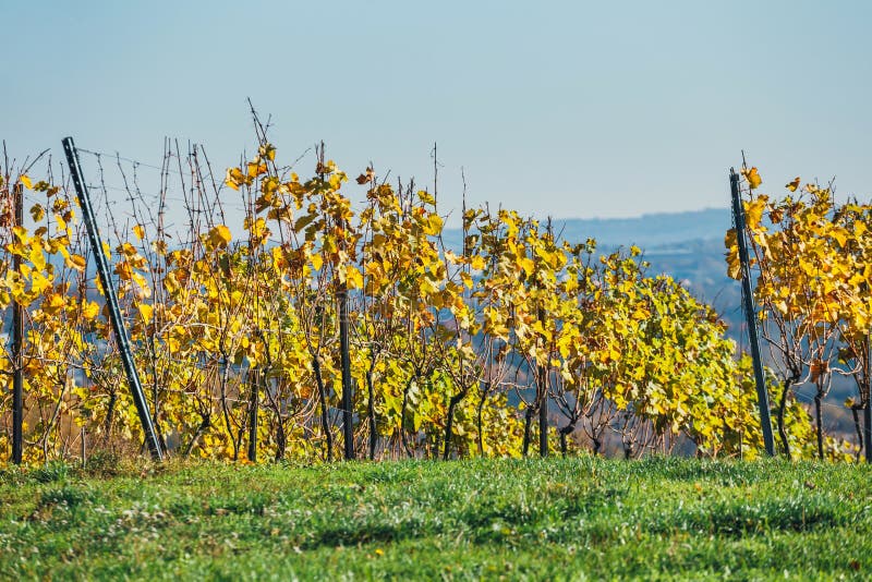 Vineyards and Organic Grape on Vine Branches Stock Image Image of