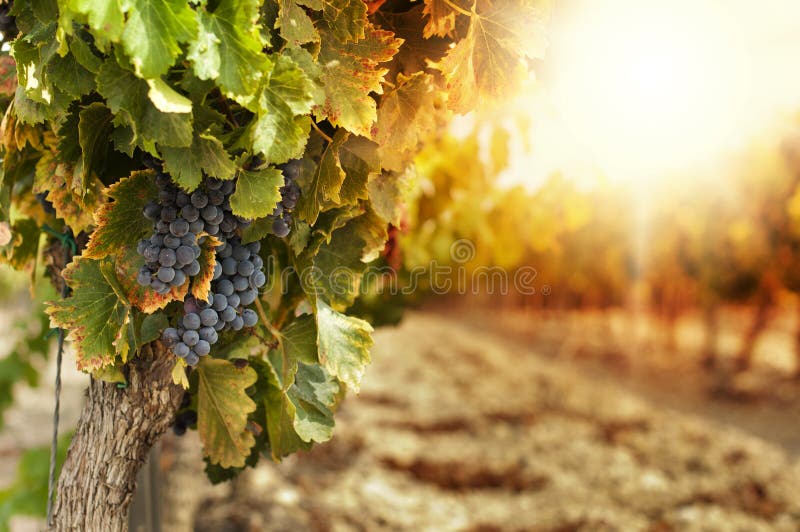 Vinedos sobre el atardecer en otono cosecha maduro uvas en rechazar.