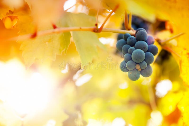 Vineyards at sunset in autumn harvest season royalty free stock images Vineyards at sunset in autumn harvest season royalty free stock images