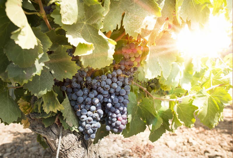 Vineyards on sunset royalty free stock photography Vineyards on sunset royalty free stock photography