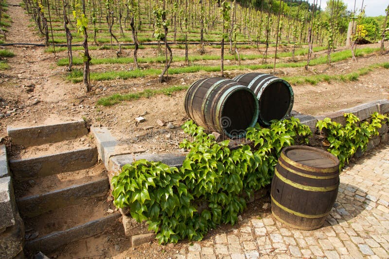 Vineyards in troja