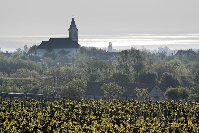 Vineyards and village church at Lake Balaton