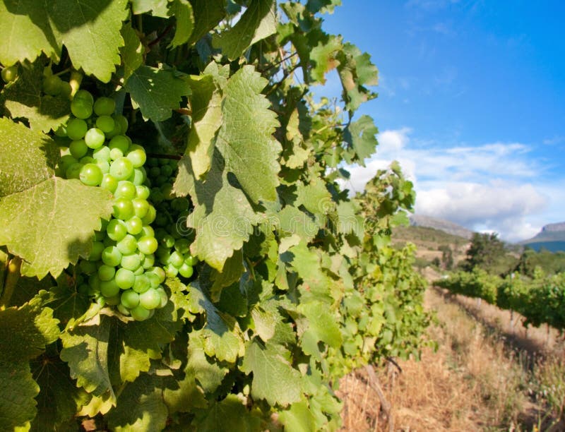 Vineyards for wine making stock photo. Image of farm 19626534