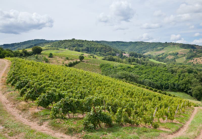 Vineyards in the Wine Making Region of Beaujolais, France Stock Image