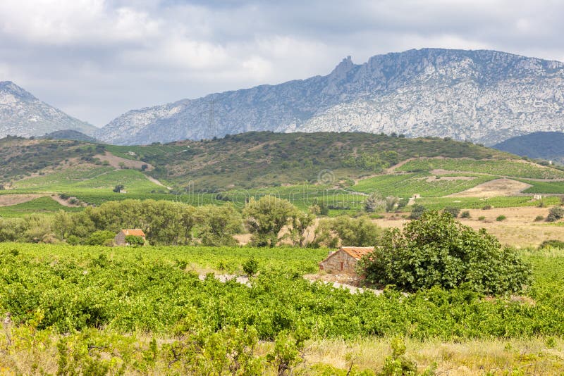 Vineyards in the Wine Region Languedoc-Roussillon, Roussillon, France ...