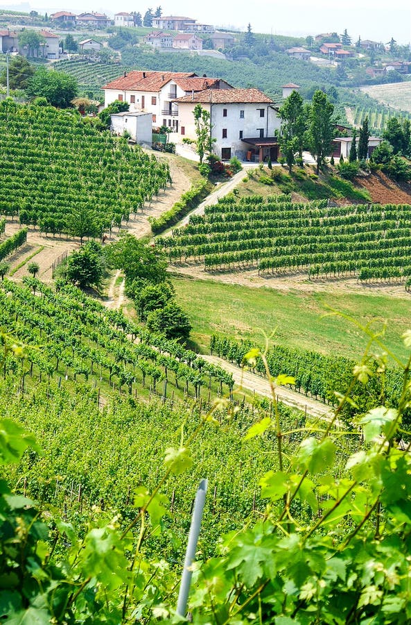 Vineyards and wineries in Piemont