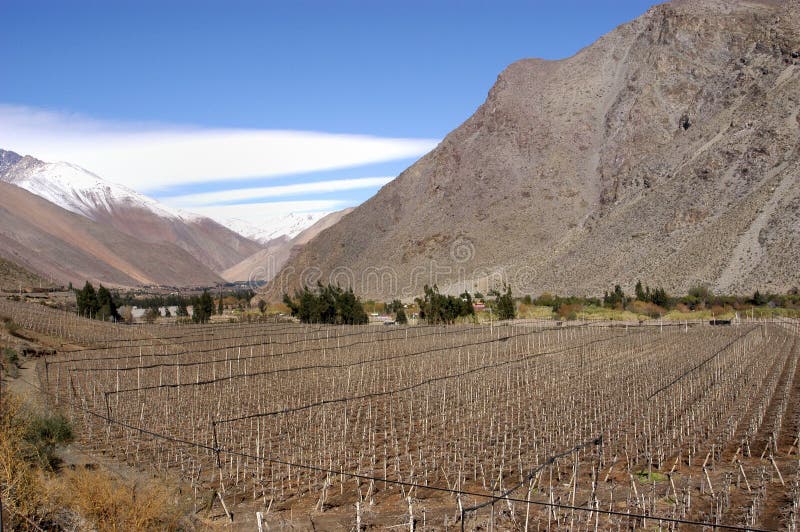 Vineyards in winter