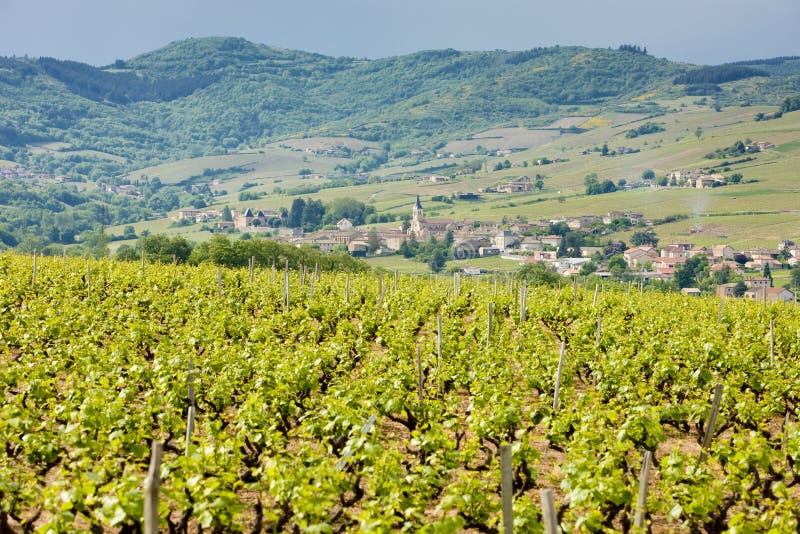 vineyars nära Julienas, Beaujolais, Bourgogne, Frankrike