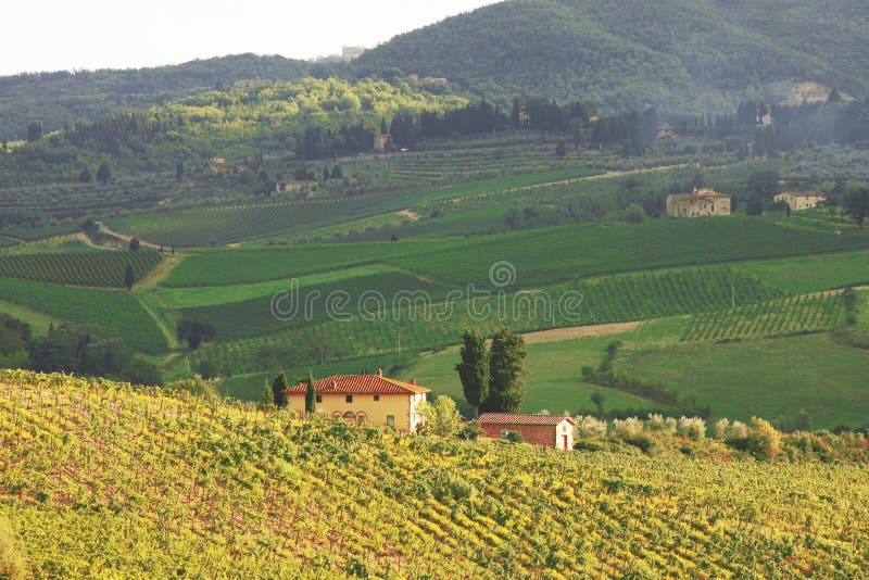 Vineyeard i Chianti, Tuscany, Italien, berömda länder arkivbild Vineyeard i Chianti, Tuscany, Italien, berömda länder arkivbild