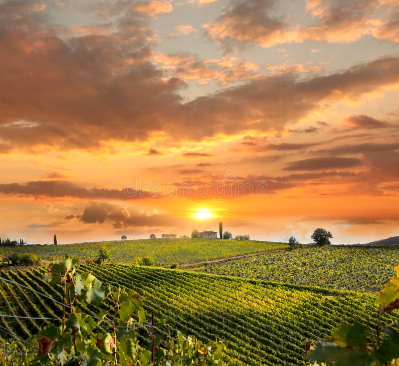 Vineyeard i Chianti, Tuscany, Italien, berömda länder royaltyfri bild Vineyeard i Chianti, Tuscany, Italien, berömda länder royaltyfri bild