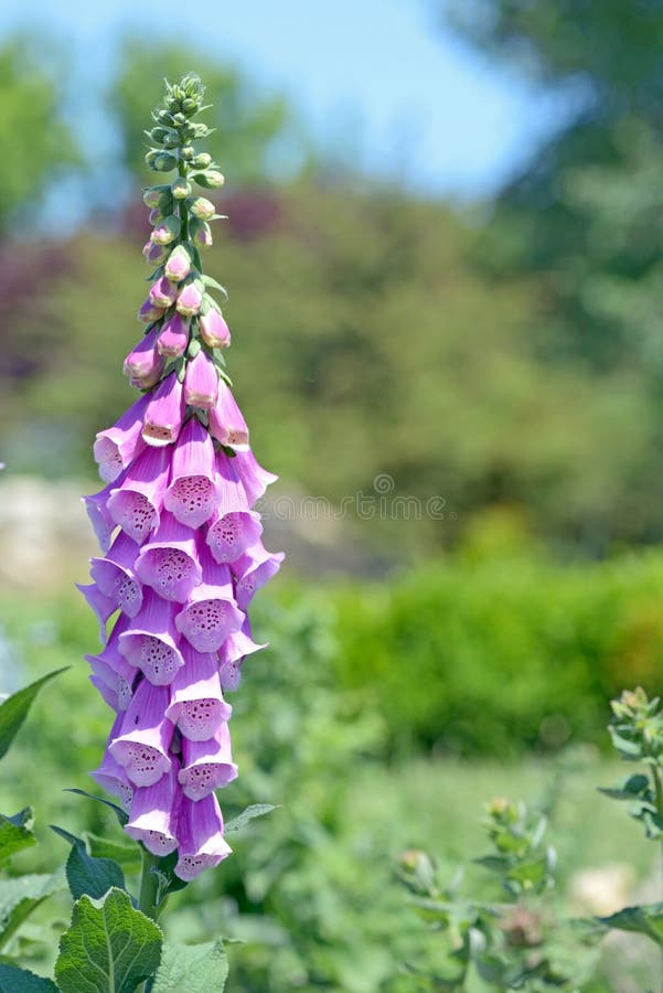 Vingerhoedskruidpurpurea stock foto Vingerhoedskruidpurpurea stock foto
