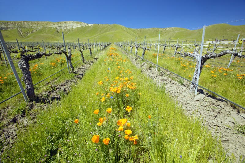 Vineyard with bright colorful flowers and California poppies off Shell Road, near highway 58, Bakersfield, CA. Vineyard with bright colorful flowers and California poppies off Shell Road, near highway 58, Bakersfield, CA