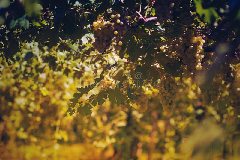 Vingård i sommar Stäng sig upp av grupp av druvor och vinrankor fotografering för bildbyråer Vingård i sommar Stäng sig upp av grupp av druvor och vinrankor fotografering för bildbyråer