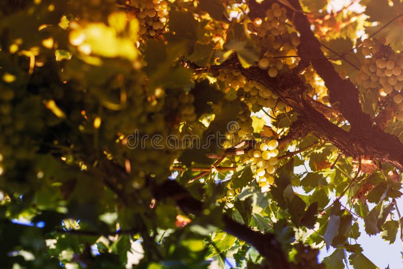 Vingård i sommar Stäng sig upp av grupp av druvor och vinrankor royaltyfri fotografi Vingård i sommar Stäng sig upp av grupp av druvor och vinrankor royaltyfri fotografi