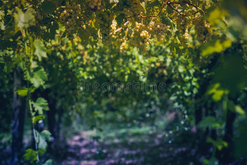 Vingård i sommar Stäng sig upp av grupp av druvor och vinrankor arkivfoto Vingård i sommar Stäng sig upp av grupp av druvor och vinrankor arkivfoto