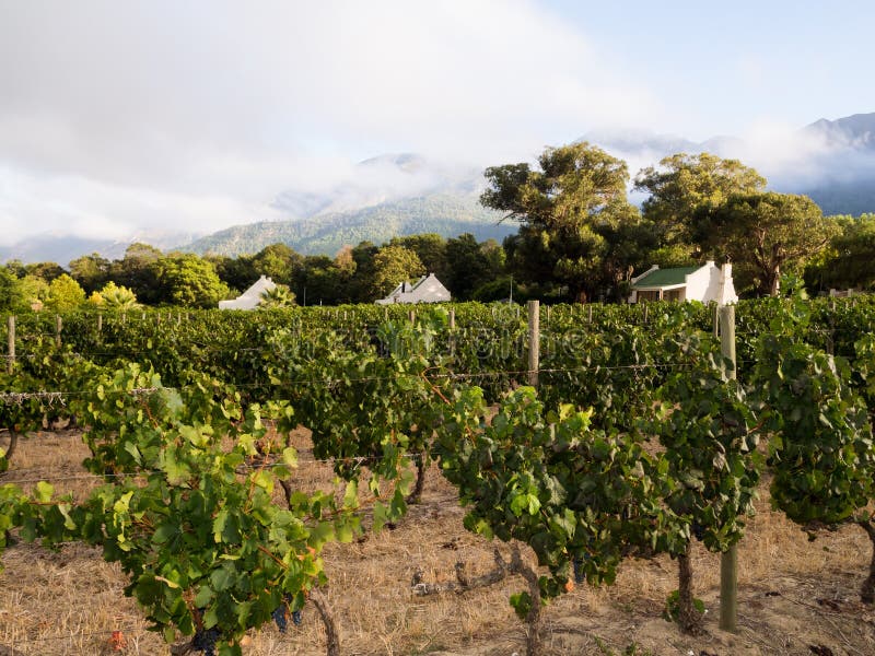 Vingård i Winelands i västra udde, Sydafrika fotografering för bildbyråer Vingård i Winelands i västra udde, Sydafrika fotografering för bildbyråer