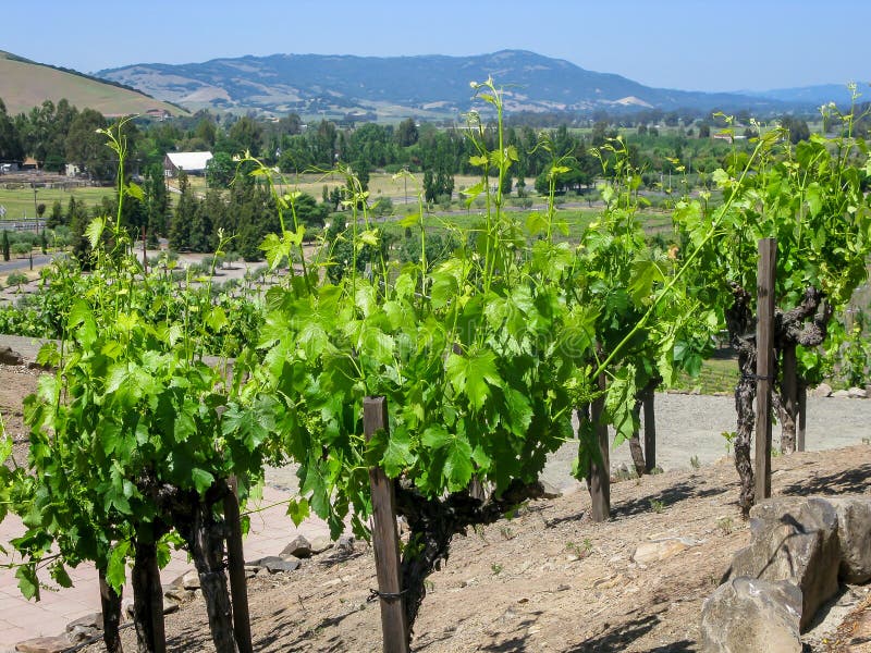 Vingård Napa Valley CA royaltyfria bilder Vingård Napa Valley CA royaltyfria bilder
