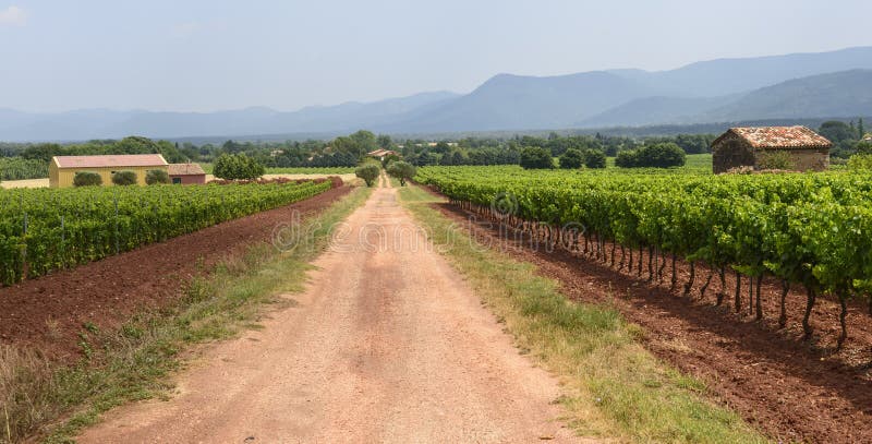 Vingårdar i Var (Provence) arkivfoto Vingårdar i Var (Provence) arkivfoto