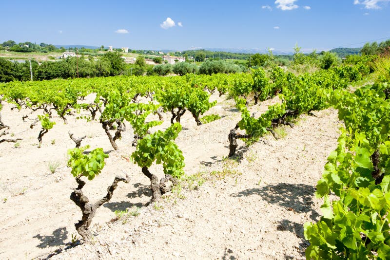 vingårdar nära Bandol, Provence, Frankrike