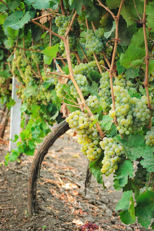 Vingårdrad och grupper av mogna druvor för vitt vin arkivfoto Vingårdrad och grupper av mogna druvor för vitt vin arkivfoto
