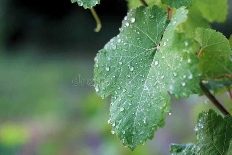 Vinhedo ap?s a chuva Fim acima das folhas da uva com gotas da água fotos de stock Vinhedo ap?s a chuva Fim acima das folhas da uva com gotas da água fotos de stock