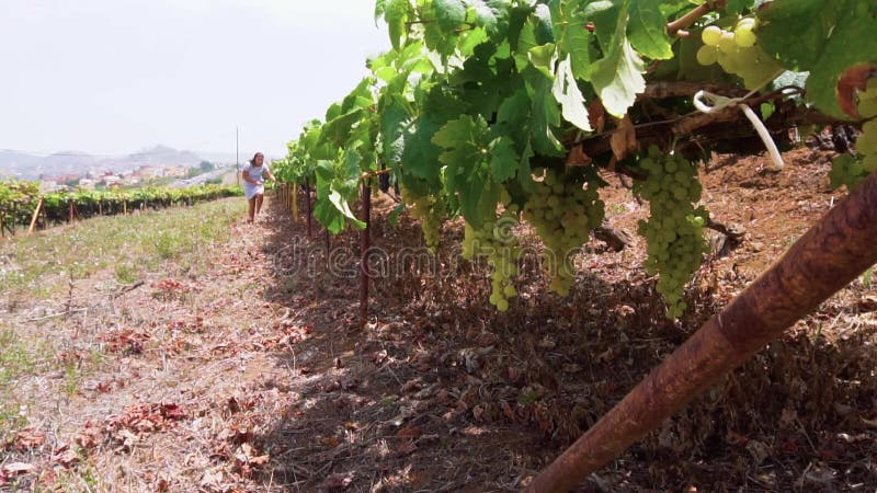 Vinhedo com uva vermelha