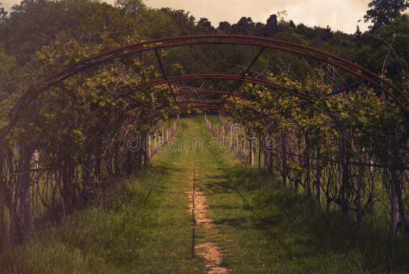 This is an image of a vineyard in Kent, England. Taken in a summer evening, there is a path in the photo. This is an image of a vineyard in Kent, England. Taken in a summer evening, there is a path in the photo.